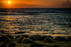 Green Sea Turtles on Hookipa Beach Sunset   Maui Hawaii 08532